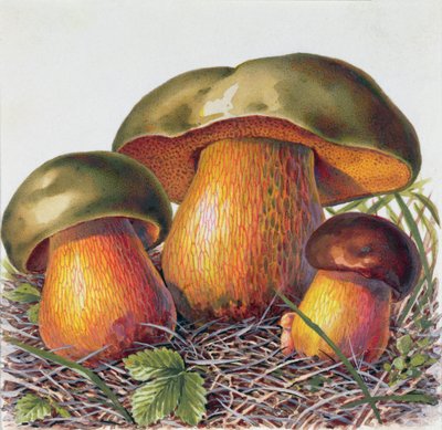 Studio di funghi da Josef Fleischmann